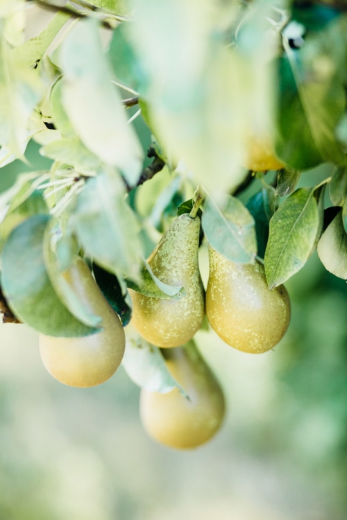 Fine Art Fotograaf Buiten Bruiloft boomgaard Olmenhorst Lisserbroek buitenbruiloft Amsterdam trouwen Noord Holland Zuid Holland Utrecht Brabant Lisse romantisch pastel pasteltinten lange tafels diner dineren in het gras styling outdoor wedding orchard 