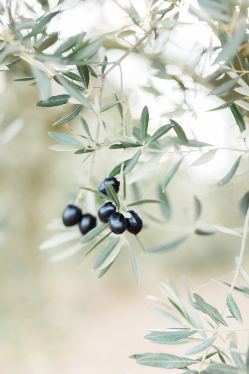 Fine Art wedding photographer photography Catalunya Spain Spanje Fotografo Espanha Catalonie Costa Brava fotografia l'Estartit Torroella de Montgri bruiloft bruidsfotograaf fotograaf strand olijfbomen olive trees olijfgaard boomgaard fotoshoot loveshoot engagement shoot esession engaged verloofd trouwen in Spanje op het strand zonsondergang beach wedding shoot photo shoot na praia Nederlandse fotograaf in Spanje