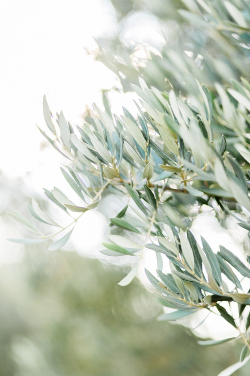 Fine Art wedding photographer photography Catalunya Spain Spanje Fotografo Espanha Catalonie Costa Brava fotografia l'Estartit Torroella de Montgri bruiloft bruidsfotograaf fotograaf strand olijfbomen olive trees olijfgaard boomgaard fotoshoot loveshoot engagement shoot esession engaged verloofd trouwen in Spanje op het strand zonsondergang beach wedding shoot photo shoot na praia Nederlandse fotograaf in Spanje